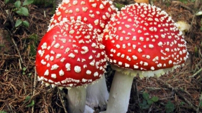 Черкащанин отруївся грибами, які споживав як народні ліки