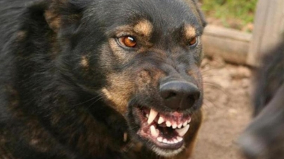 На Черкащині пес напав на людей