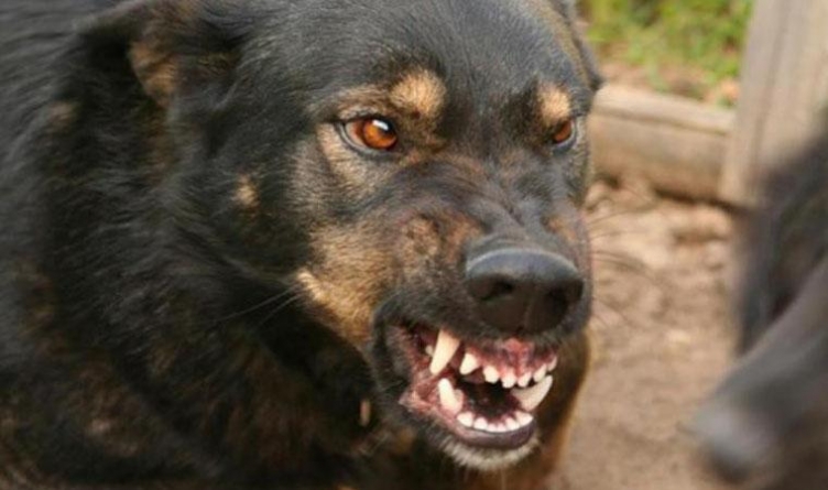 На Черкащині пес напав на людей
