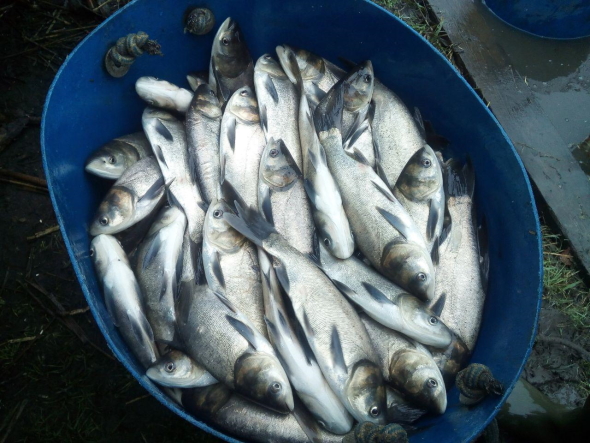 6 тонн риби заселили до Кременчуцького водосховища