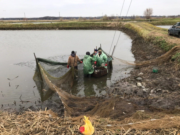 У водосховище в районі Ірклієва випустили 2 тонни маленьких товстолобиків