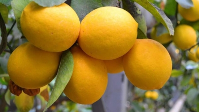 У Корсунь-Шевченківському лісгоспі вирощують лимони