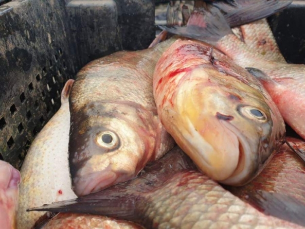 На Черкащині в урочищі Гадючка незаконно виловили риби більш як на 300 тис.грн