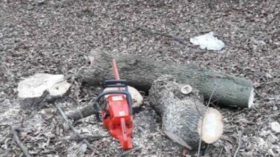 Фермер незаконно вирубував дерева і чинив опір інспекторам