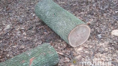 На Черкащині чоловіки вирубували дерева цінних порід