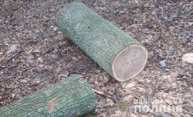 На Черкащині чоловіки вирубували дерева цінних порід
