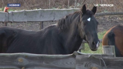 Двоє врятованих коней живуть в черкаському обійсті (відео)
