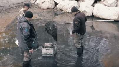 У Черкаському парку врятували карасиків (відео)