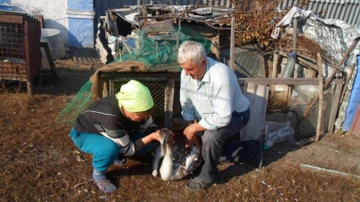 Пенсіонер з Черкащини врятував підстреленого мисливцями лебедя