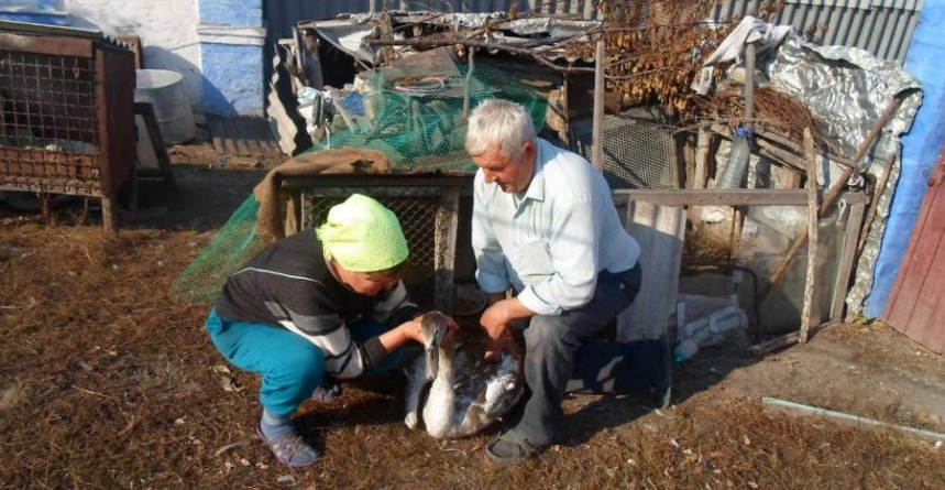 Пенсіонер з Черкащини врятував підстреленого мисливцями лебедя