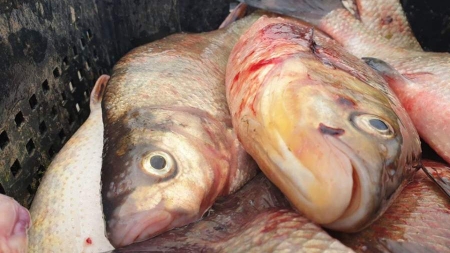 Рибалки одного із рибодобувних підприємств Черкащини незаконно наловили риби на 368 тис. грн