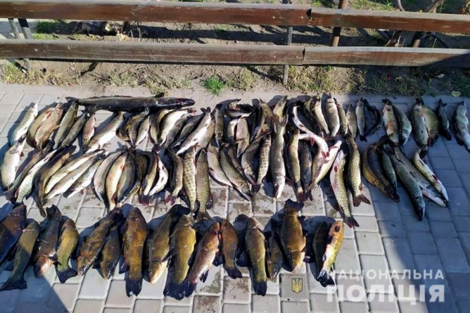 На Черкащині викрили підпільний цех зі зберігання та реалізації риби (фото, відео)