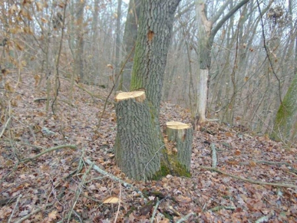 Шість дубів незаконно зрубали зловмисники на Корсунщині