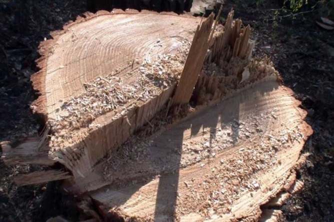 На Драбівщині незаконно вирубали дерева