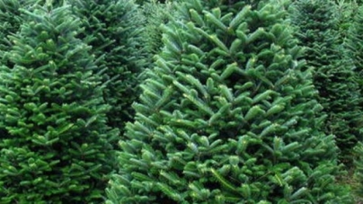 На Черкащині уже продали 8 тисяч новорічних дерев