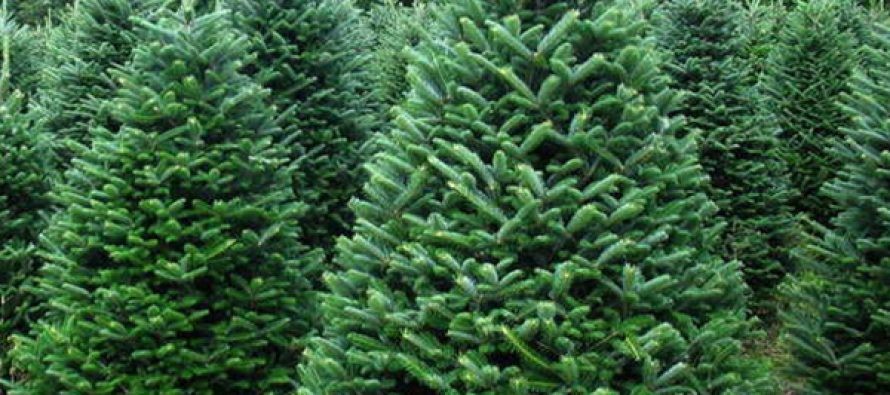 На Черкащині уже продали 8 тисяч новорічних дерев