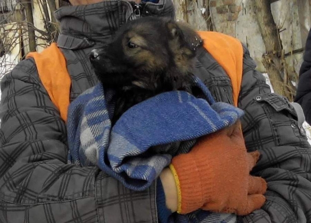 На Черкащині врятували цуценя, яке не могло злізти з висоти (відео)