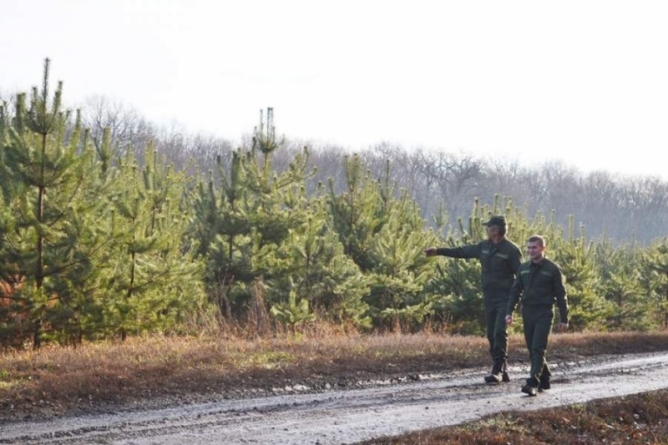Близько 300 ялинкових рейдів здійснили черкаські лісівники протягом грудня