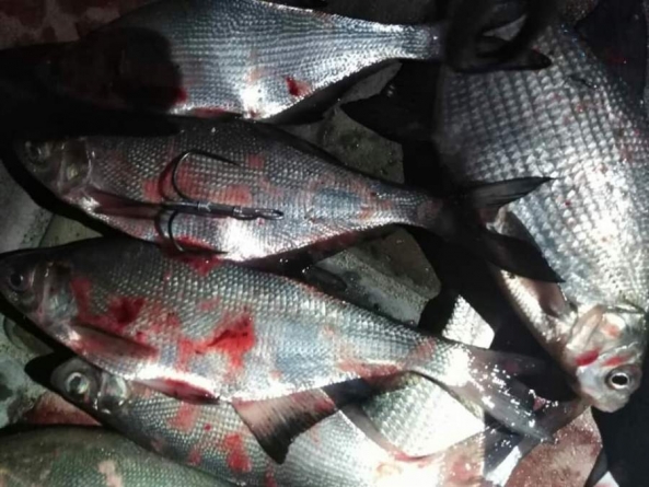 Біля річкового вокзалу у Черкасах затримали рибних браконьєрів