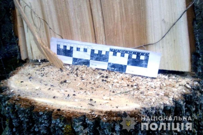 На Черкащині чоловіки незаконно вирубували дерева