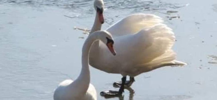 Пару лебедів врятували екологи на Черкащині