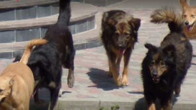 Зграя собак напала на перехожого у Черкасах
