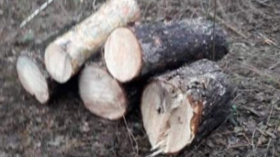 Лише за добу на Черкащині виявлено два випадки незаконної вирізки дерев на понад 1 млн. грн.