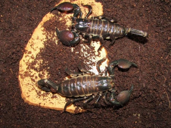 У черкаському зоопарку з`явилися на світ маленькі скорпіони (фото)