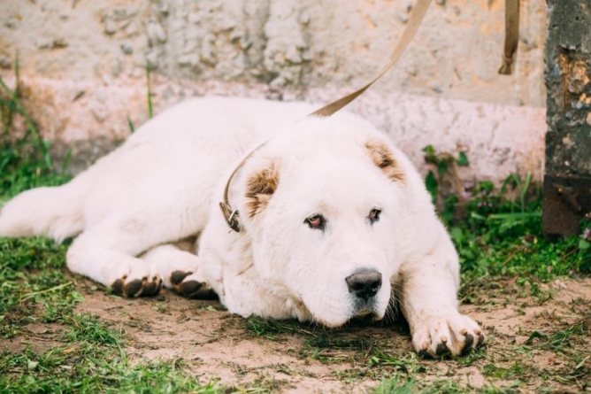 На Черкащині врятували українську собаку-“Хатіко”, яка потрапила під потяг (відео)
