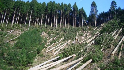 На 5 років посадили чиновника лісової галузі Черкащини