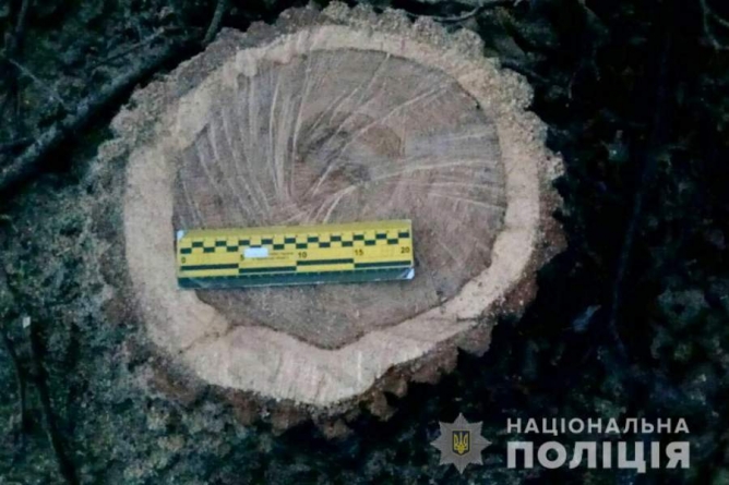 Незаконну вирубку дерев зупинили на Золотоніщині