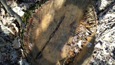 На Черкащині виявили незаконну вирубку дерев