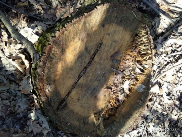На Черкащині виявили незаконну вирубку дерев