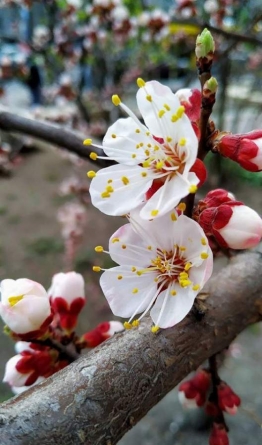Про можливу загибель квітів абрикосу попереджають черкаські синоптики