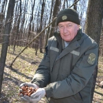 У Корсунь-Шевченківському лісгоспі висівають жолудь, який зберігали у ставку