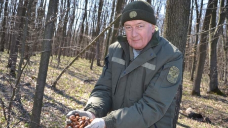 У Корсунь-Шевченківському лісгоспі висівають жолудь, який зберігали у ставку