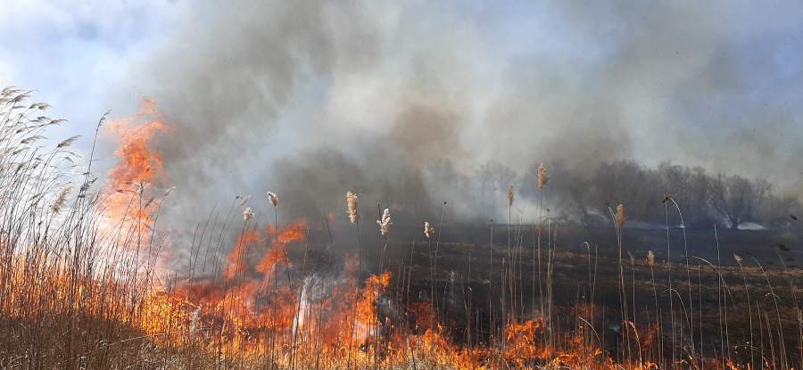 Поблизу Черкас в орнітологічному заказнику вигоріло 4 гектари трави і очерету (відео)