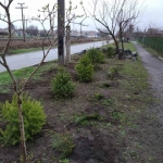 У Смілі викрали дерева, посаджені в рамках Усесвітньої акції "Посади дерево"