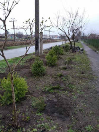 У Смілі викрали дерева, посаджені в рамках Усесвітньої акції “Посади дерево”