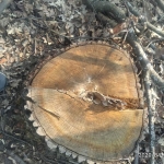 На Черкащині незаконно вирубали дубів на мільйон гривень