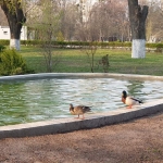 Весняний позитив. До черкаського водоканалу прилетіла пара качок (фото)