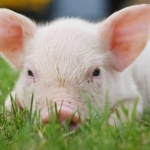 Удвічі більше свиней вирощуватиме черкаське підприємство