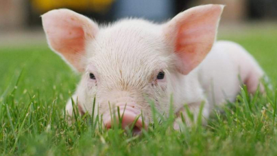 Удвічі більше свиней вирощуватиме черкаське підприємство
