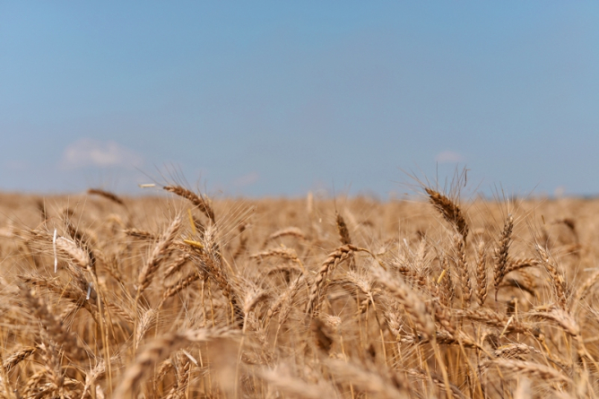 Українські аграрії намолотили майже 5,9 млн тонн нового врожаю