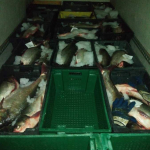 На Черкащині небайдужі зафіксували порушення рибоохоронного законодавства