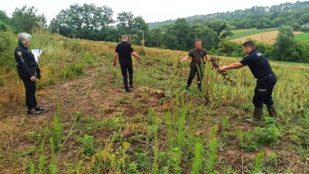 Поліція виявила на Звенигородщині понад 700 кущів рослин, схожих на нарковмісні