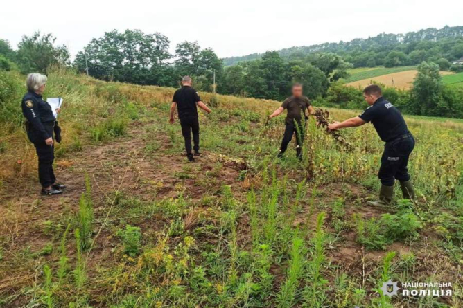 Поліція виявила на Звенигородщині понад 700 кущів рослин, схожих на нарковмісні