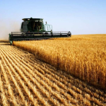 Урожай пшениці, вартістю понад 1 млн грн, залишиться у власності територіальної громади