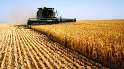 Урожай пшениці, вартістю понад 1 млн грн, залишиться у власності територіальної громади