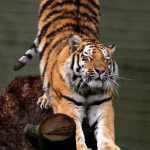 Щорічно 29 липня відзначають Міжнародний день тигра